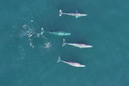 Gray whales migrating south