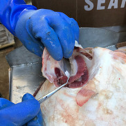 Gloved hands remove an otolith from a halibut with forceps