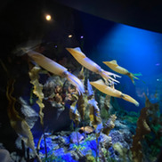 4 Longfin squid in a museum exhibit