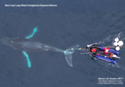 whale response team