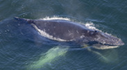 entangled humpback viewed from helicopter