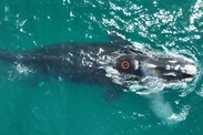 baleen whale with new satellite tag