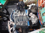 Enforcement officer inventories shark fins