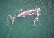 right whale mom and calf
