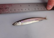 capelin