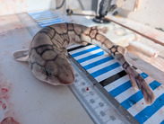 chain dogfish