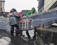 retrieving the underwater camera apparatus in the trawl net
