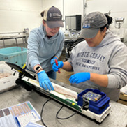 Sampling squid in the lab