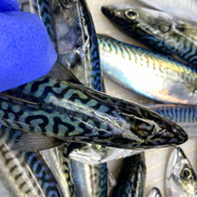 Close up of a blue-gloved hand holding an Atlantic mackerel