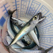 Several mackerel in a plastic container
