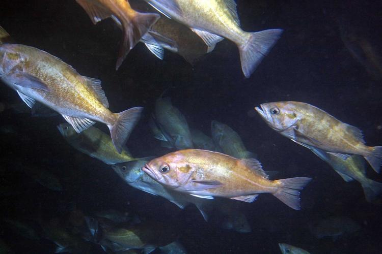 School of widow rockfish