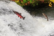 Coho salmon migrate up a creek in Oregon