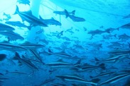 Cobia
