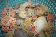 Deep-sea sponges and other invertebrates in a collection basket during a bottom trawl survey