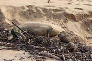 Hawaiian monk seal RU68, a one-year-old female, was found deceased on a Molokaʻi beach