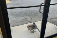 Pelican at door of NOAA Fisheries lab