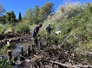 A Scott River Watershed Council Team installs series of beaver dam analogues across Sugar Creek