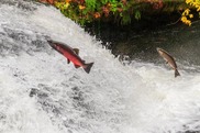 chinook salmon habitat news 9/26