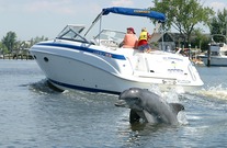 Recreational boat with a jumping dolphin in the foreground. 