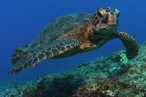 Green sea turtle