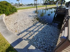 Dead fish floating near a dock.