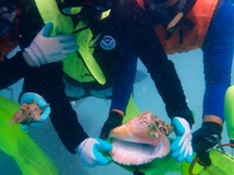 Students holding queen conch during a field study.