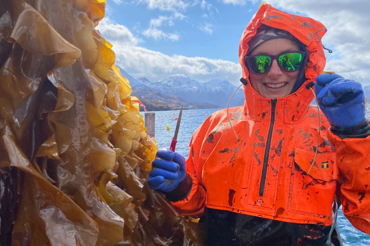 Kelp farming