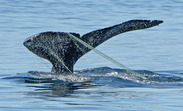 Entangled Humpback credit Isaiah Foulks_Discovery Whale Watch_NOAA Permit 24359