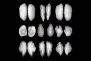 Bering Sea fish species otoliths