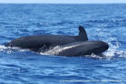 False killer whales credit Andrea McCormick Captain Zodiak NMFS Permit 26596