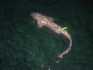tagged sub-adult sixgill shark