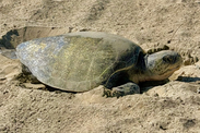 Olive Ridley sea turtle nesting