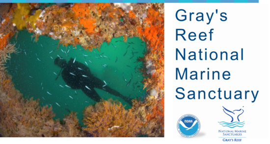 grays reef national marine sanctuary, noaa, diver, georgia