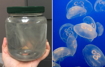 A plastic bag in a jar of water next to a photo of jellyfish.
