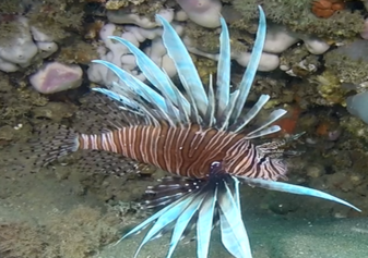 red lionfish at GRNMS