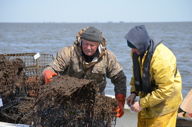 Derelict crab pots are removed from coastal waters. (Photo Credit: Elizabeth Zimmermann, Stockton University)