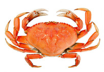 Crab, Source: NOAA
