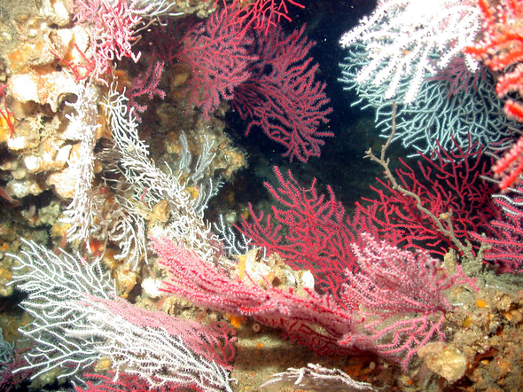 Deep Sea Corals