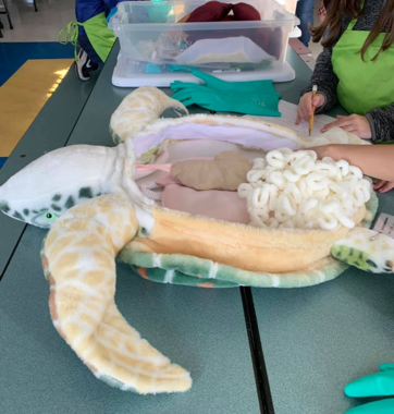 Students dissecting a plush sea turtle. 
