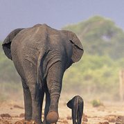 mother elephant and baby elephant walking away