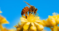Biodiversity scene of honey bee on flower