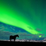 horse with aurora in the sky