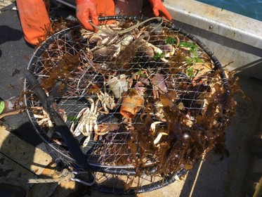 Derelict crab pot