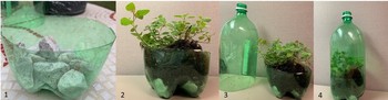 A four step process on how to turn a two liter bottle into a greenhouse.