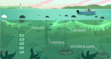 3D Ocean Farming Graphic