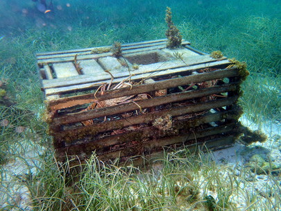 Lobster trap in Florida