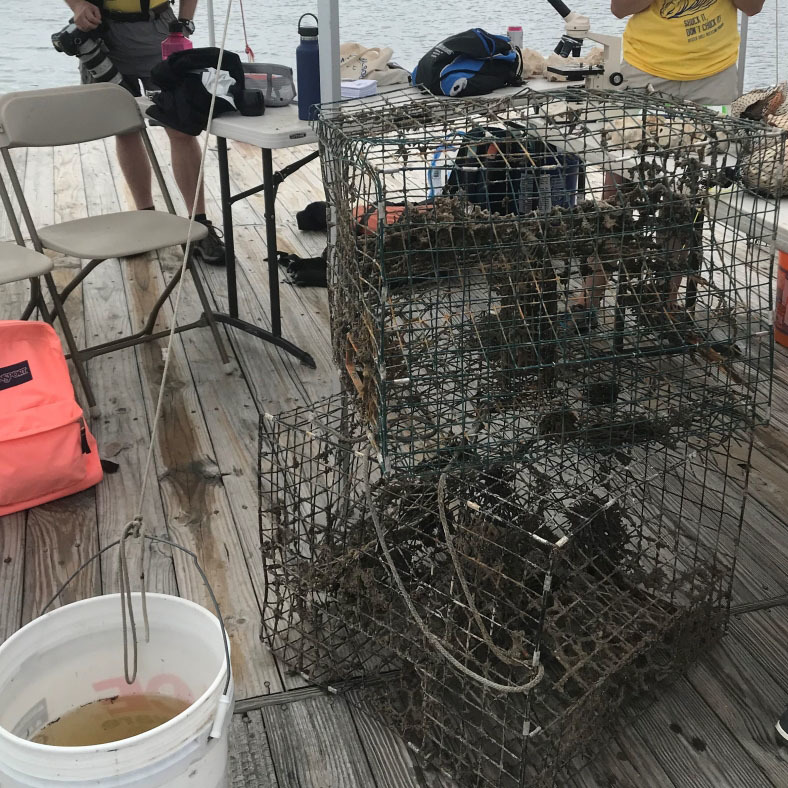 Derelict crab pots in New Jersey