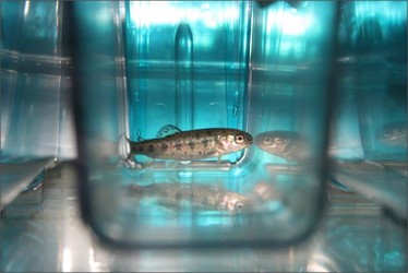 Juvenile steelhead trout