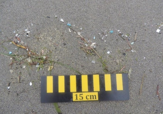 A freshly formed plastic wrackline on the shoreline.  