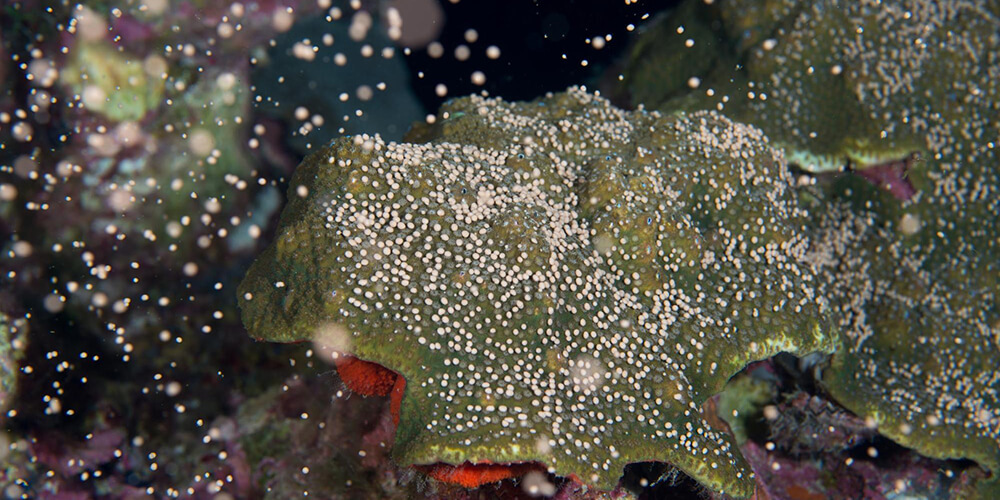 Reef-building corals spawn in Flower Garden Banks National Marine Sanctuary every August. Photo: G.P. Schmahl/NOAA